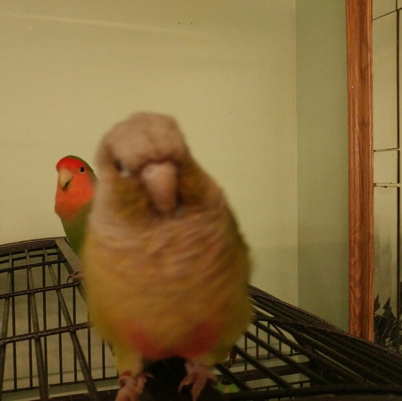 Meet your Posher - Picture 1 of 1